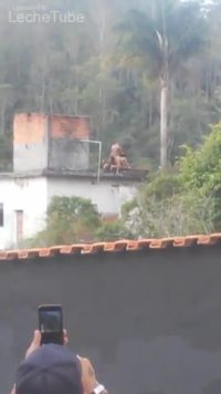 Puta madre mi sobrina cogiendo en el tejado de la casa